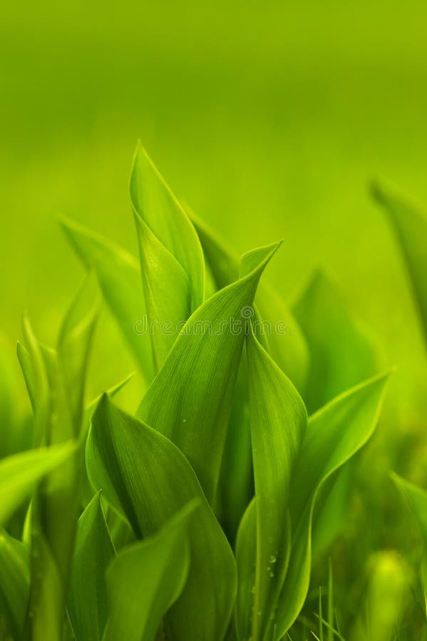 Grass stock image. Image of moisture, grow, green, garden 70591