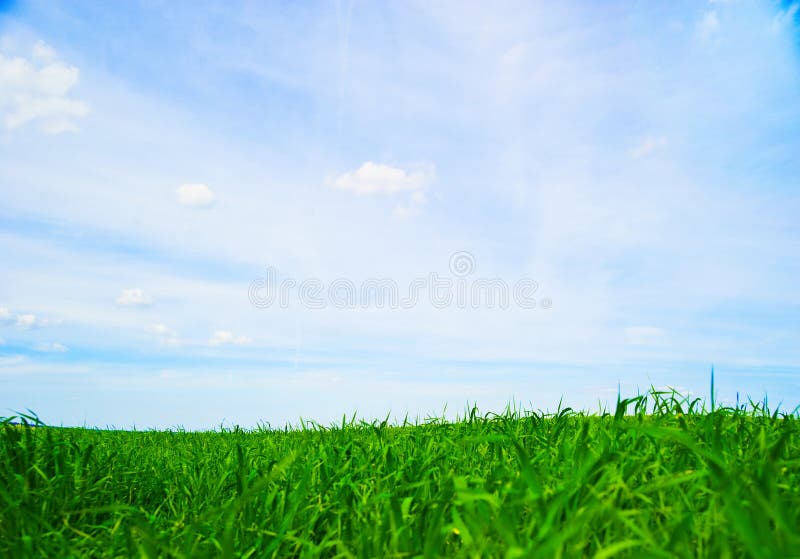 Fresh green grass with blue sky