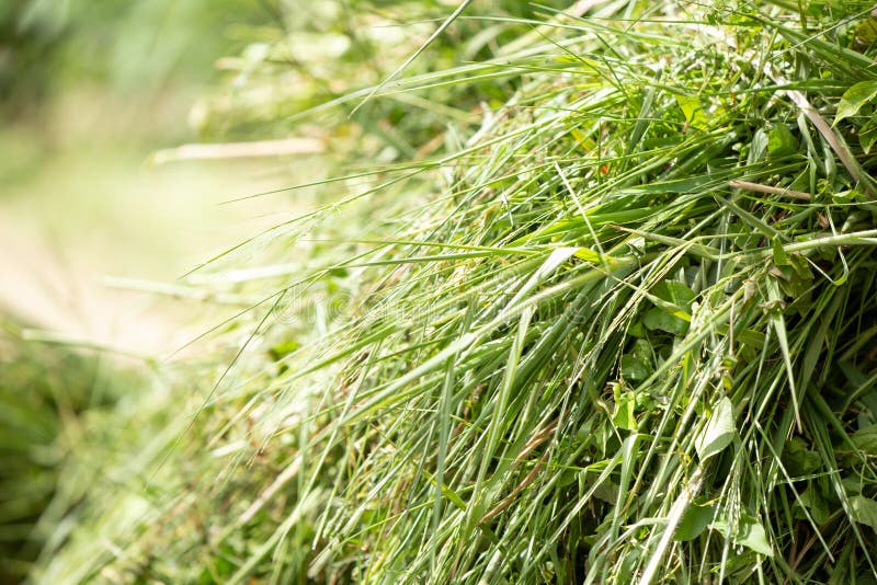 Fresh green grass for cows or animal feed