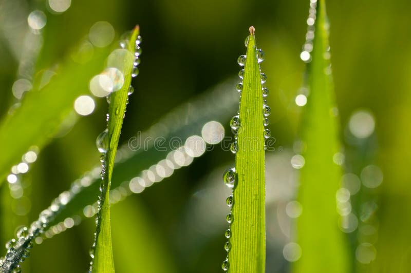 Fresh green grass with dew drops on the blades against a creamy bokeh of water drops in the morning light. Close-up shot