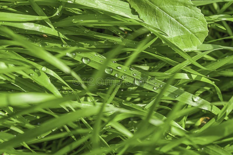 Fresh Green Grass with Dew Drops Close Up. Water Driops on the Fresh