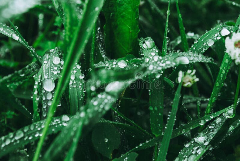 Fresh green grass with dew drops closeup. Nature Background