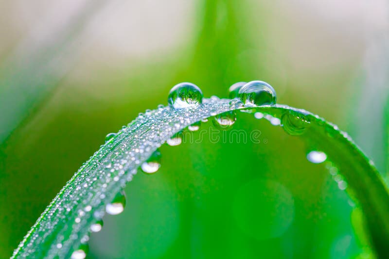 Fresh green grass with dew drops in the morning close up. Nature background