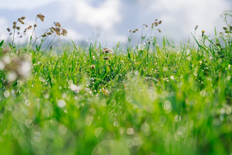 Fresh green grass with dew water drops in morning alps mountain meadow