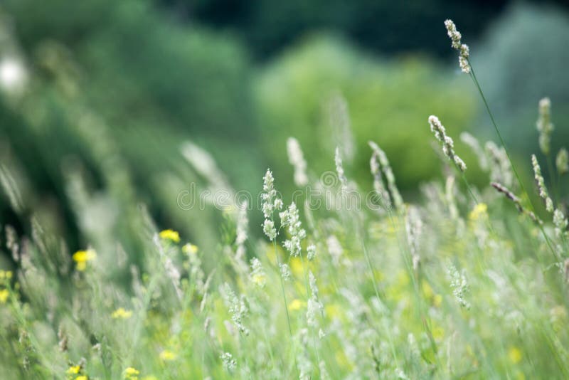 Fresh green grass field on blurred bokeh background close up, ears on meadow soft focus macro, beautiful sunlight summer lawn stock image Fresh green grass field on blurred bokeh background close up, ears on meadow soft focus macro, beautiful sunlight summer lawn stock image