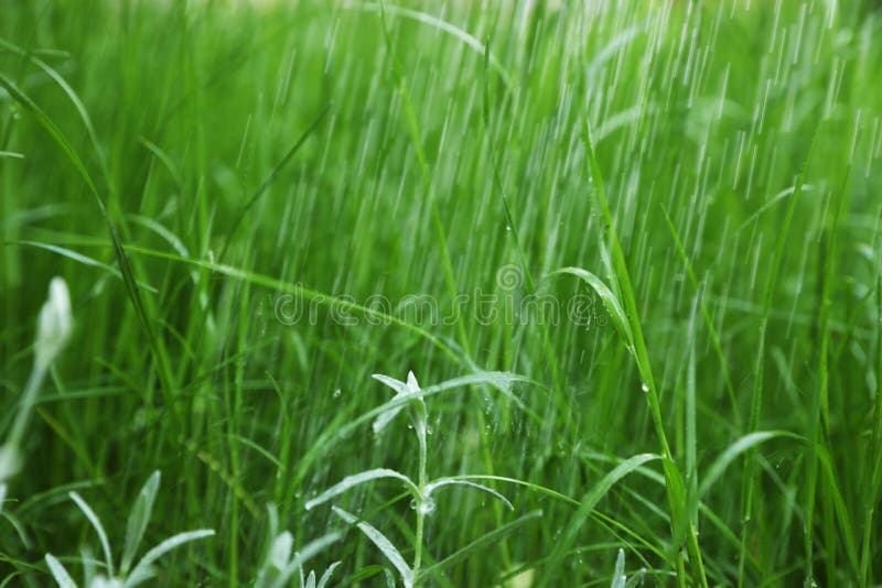 Fresh Grass in Garden on Rainy Day Stock Photo Image of natural