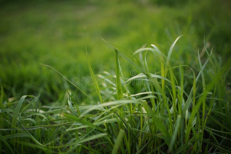 Fresh Green Grass Grow in a Spring Field Stock Photo Image of lawn