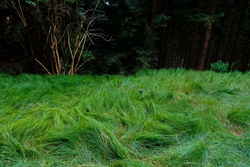 Fresh Green Grass after Heavy Rain on a Edge of the Forest Stock Image