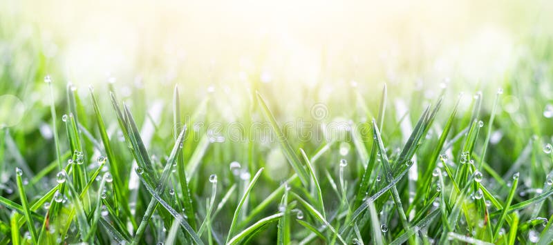 Fresh green grass in the meadow with water dew drops in the morning light. Spring or summer background