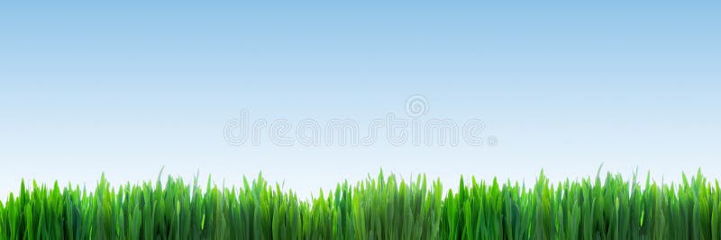 Fresh Green Grass Panorama On Clear Blue Sky Background Fresh Green Grass Panorama On Clear Blue Sky Background