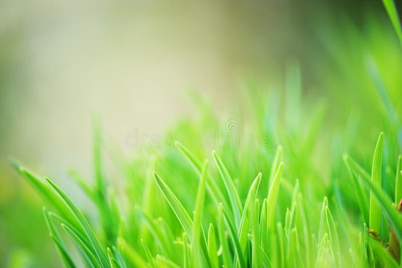 Fresh Green Grass with Blurred Background Stock Image Image of bright