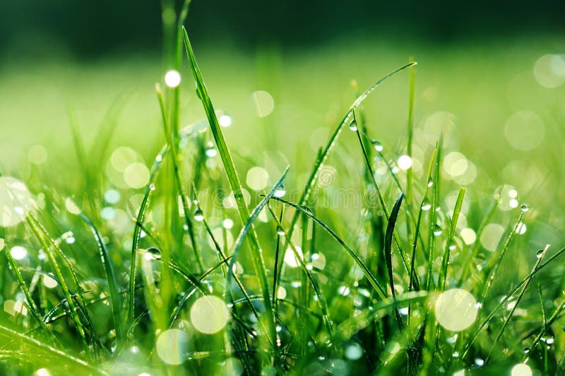 Fresh green grass with water drops on it