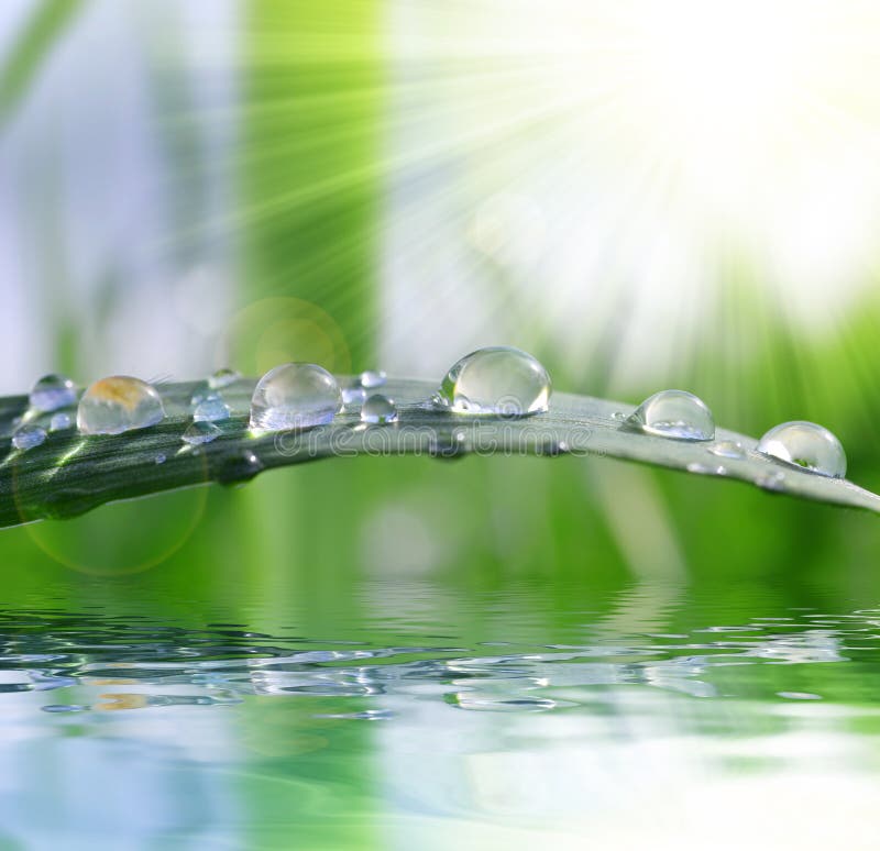 Fresh green grass with water drops closeup.