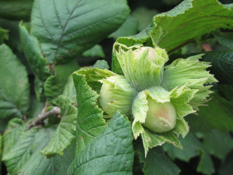 Fresh Green Hazelnuts are Growing on the Tree Corylus Avellana Stock