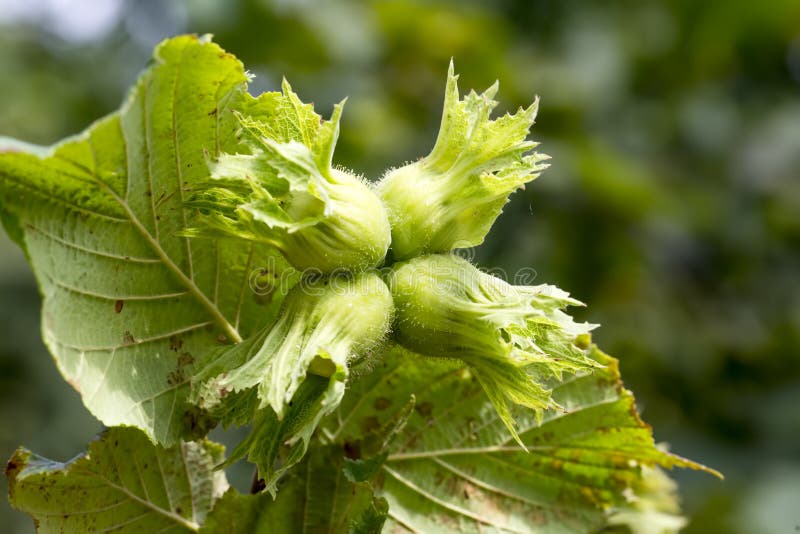 Fresh Green Hazelnuts are Growing on the Tree, Turkey / Ordu Stock