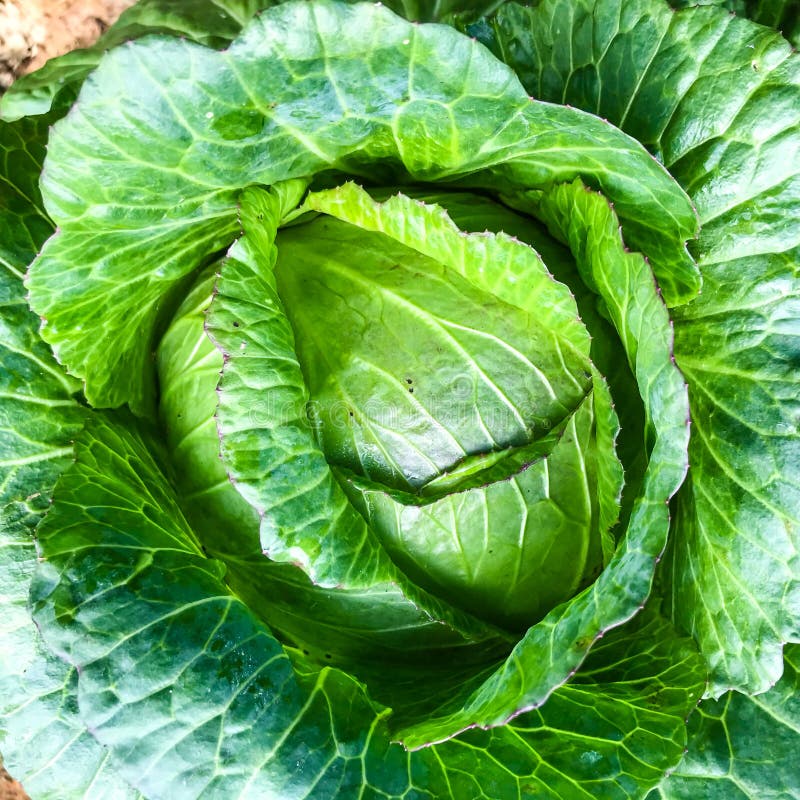 Fresh Green Head of Cabbage Stock Image Image of green, nature 118040427
