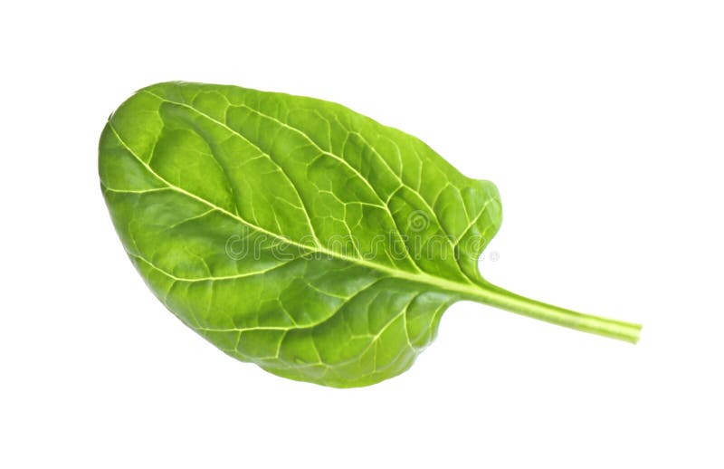 Fresh Green Healthy Baby Spinach Leaf on White Stock Image Image of