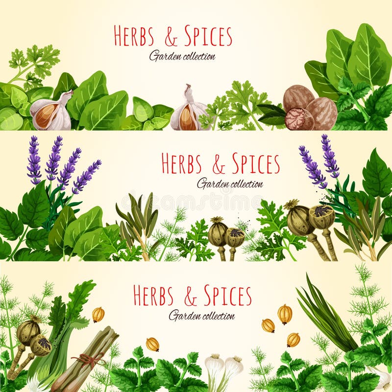 Fresh green herbs and spices banner set