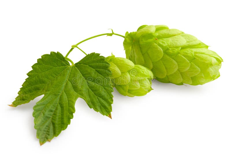 Fresh green Hop