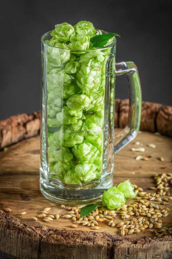 Fresh and Green Hop and Malt As Beer Ingredients Stock Photo Image of