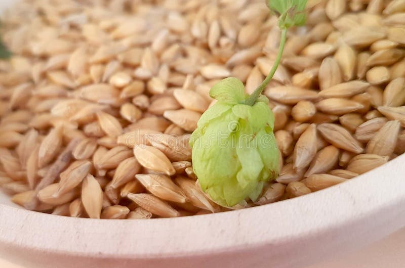 Fresh hops and malt for your beer