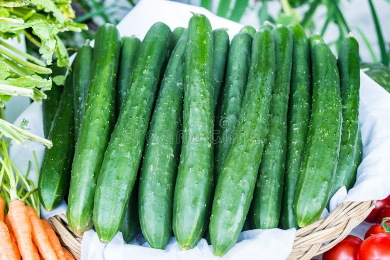Fresh green japanese cucumber in basket
