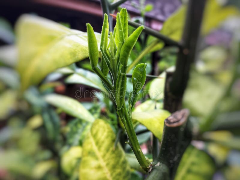 Kaffir Lime Leaf Seedlings Stock Photos Free & RoyaltyFree Stock