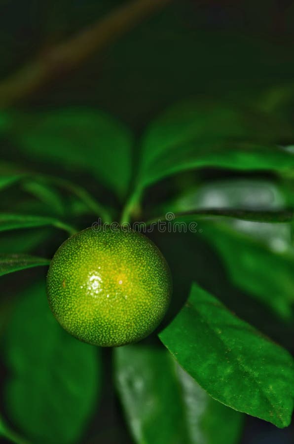 Fresh Green Kumquat Fruit on Tree Stock Photo Image of kumquat, green