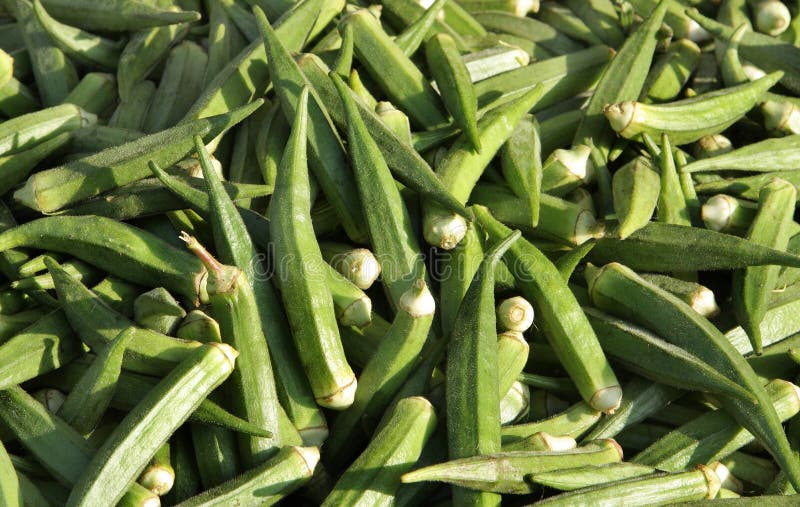 Lady finger fruit stock photo. Image of farm, flower 16185554