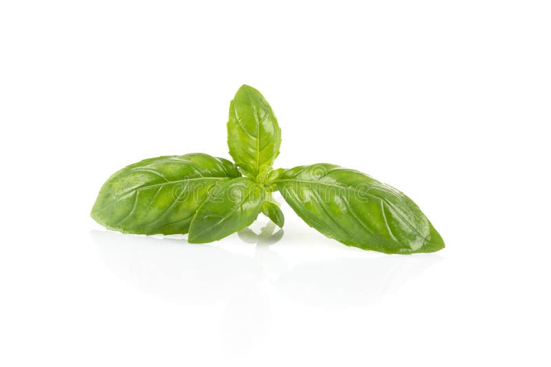 Fresh green leaf basil stock image. Image of green, fresh 269191555