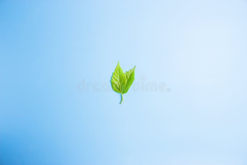 Fresh Green Leaf on Blue Background Stock Photo Image of background