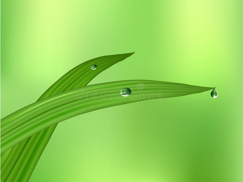 Fresh green leaf with dewdrops