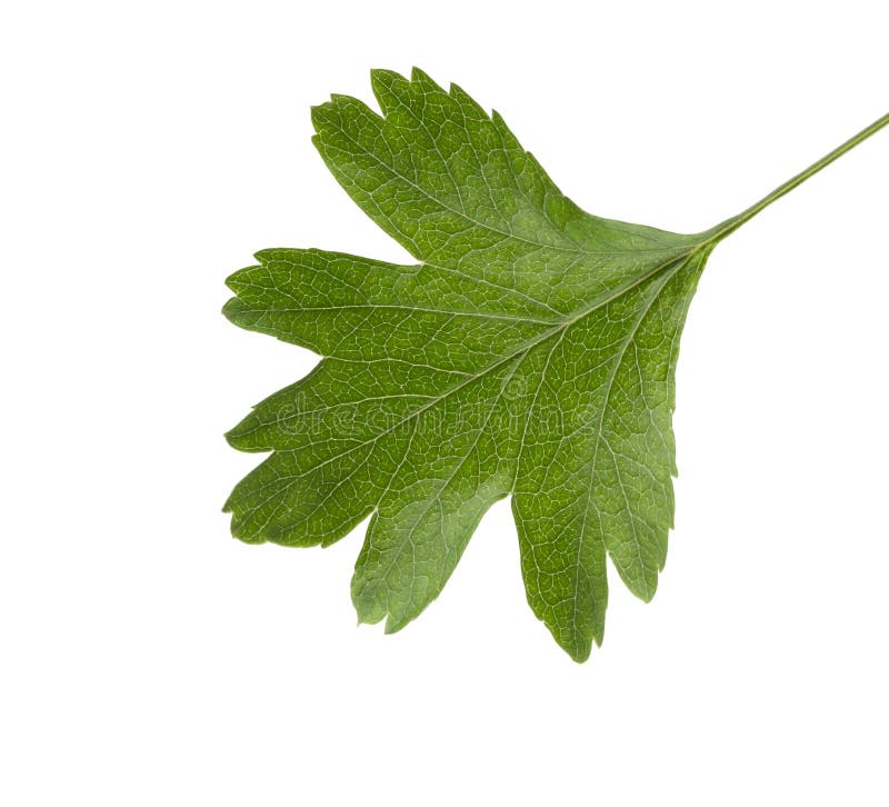 Fresh green leaf of Hawthorn May-tree  isolated on white background