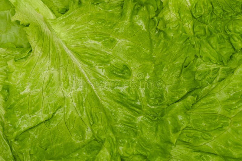 Fresh Green Leaf Lettuce. Closeup of Green Fresh Lettuce, Background
