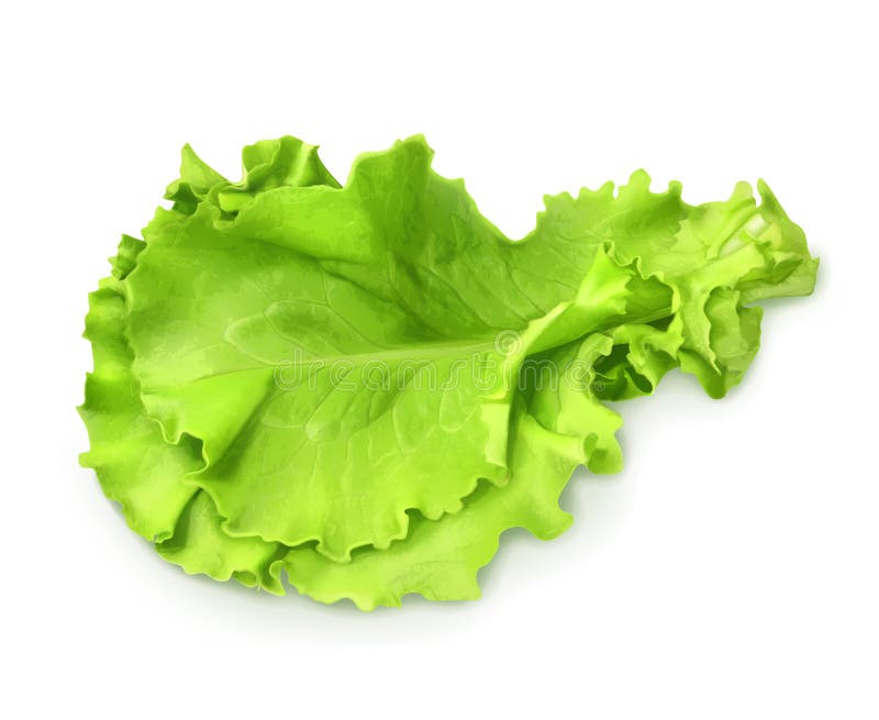 Fresh green leaf lettuce stock illustration