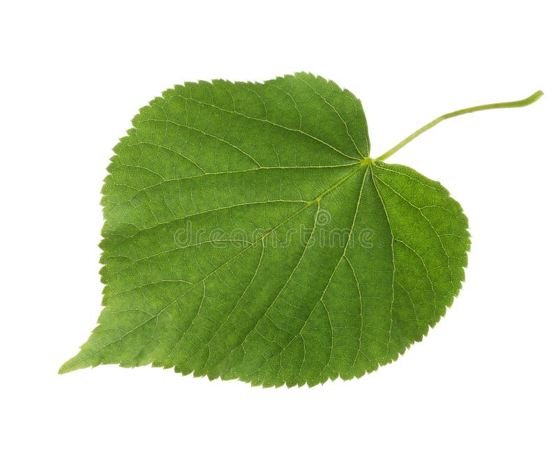 Fresh green leaf of Linden isolated on white background