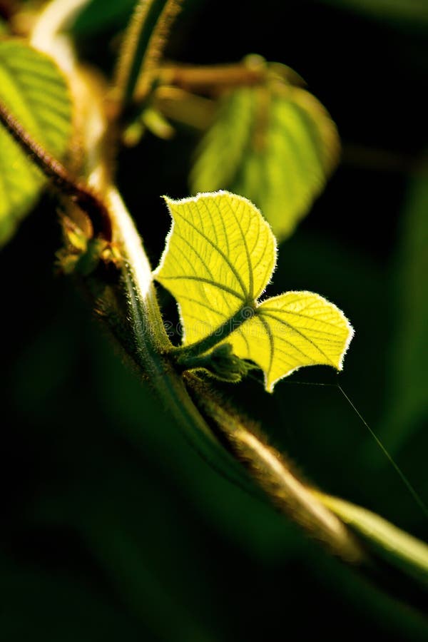 Fresh Green Leaf And Vine On Blur Background Stock Image Image of