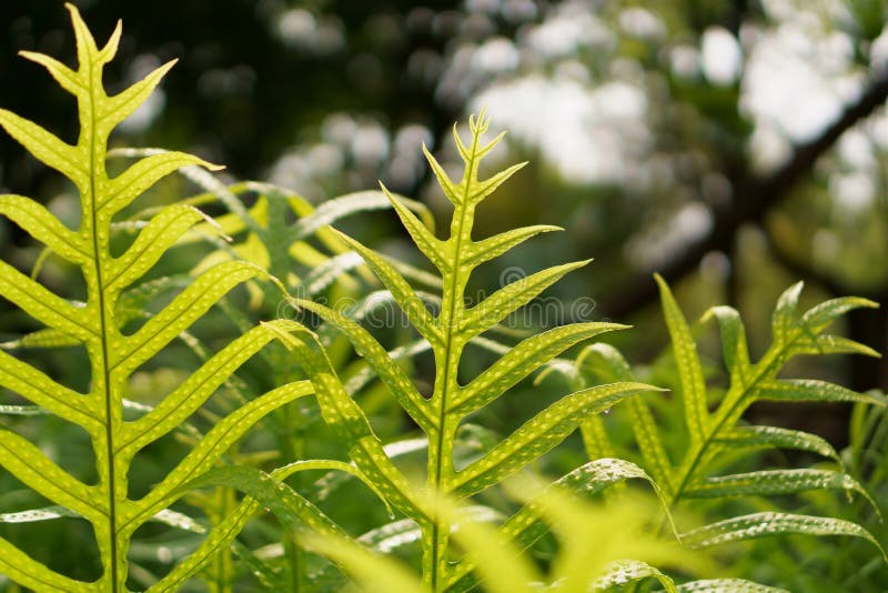 Fresh green leaf of the Wart fern of Hawaii with dew drops under sunlight morning, called monarch fern or musk fern stock image Fresh green leaf of the Wart fern of Hawaii with dew drops under sunlight morning, called monarch fern or musk fern stock image