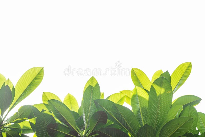 Green Leaf Isolated on White Background. Stock Photo Image of organic