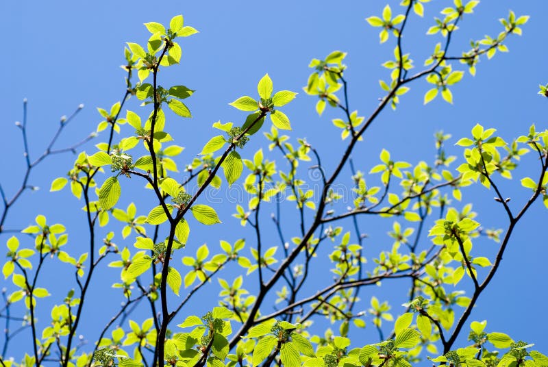Fresh green leaves stock photo. Image of exhilarating 18774564