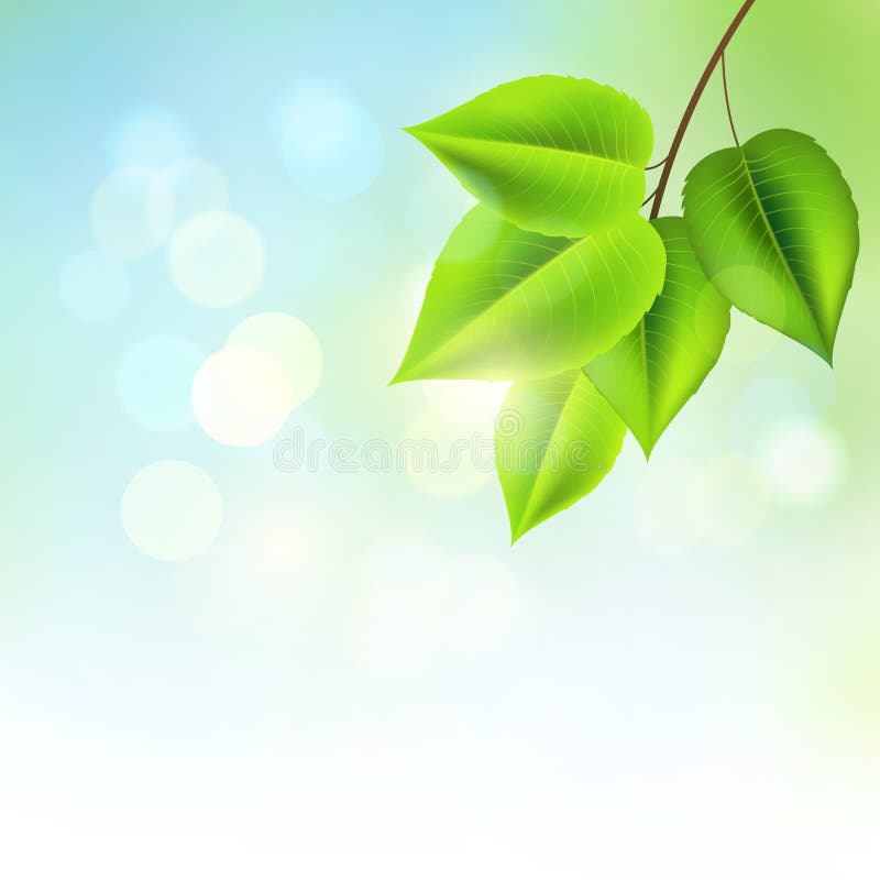 Fresh Green Leaves stock illustration