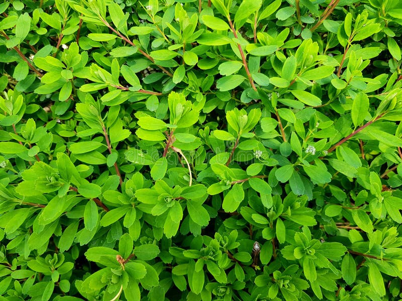 Fresh green leaves background. Shrub as backdrop.