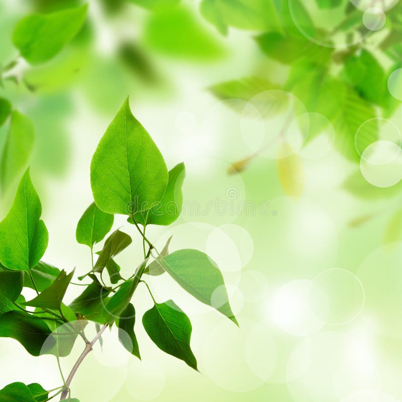 Fresh Green Leaves stock image. Image of focus, backgrounds - 11109643