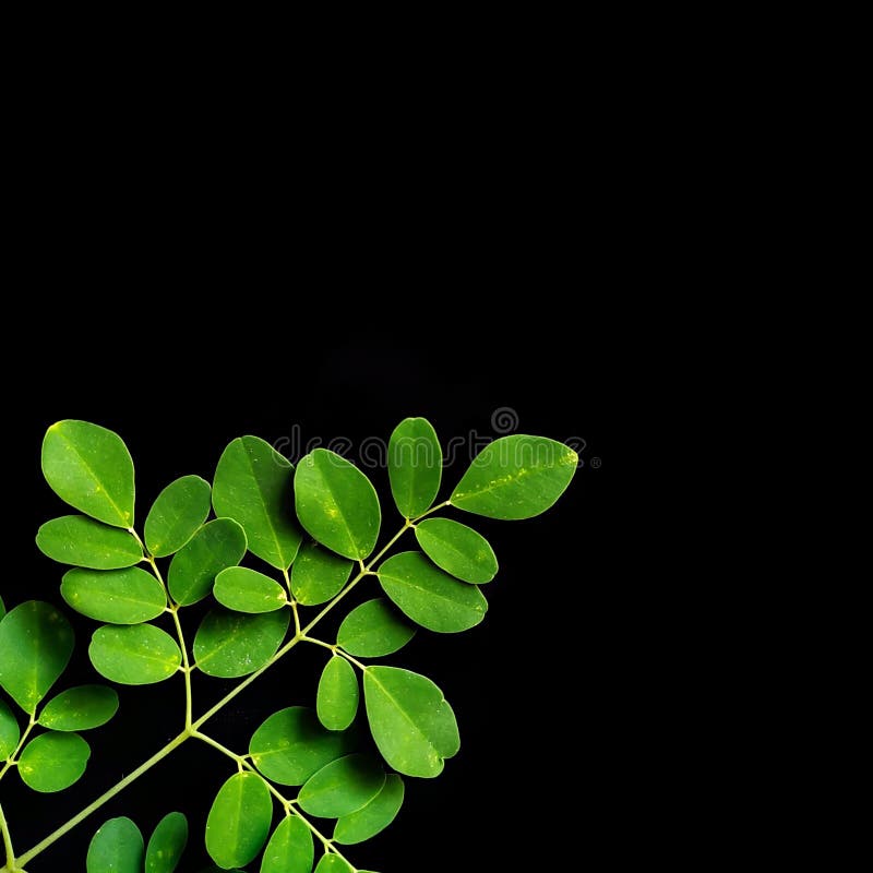 Fresh Green Leaves with Black Background Stock Photo Image of