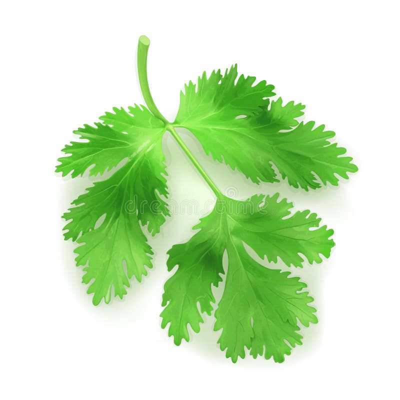 Fresh green leaves coriander royalty free illustration