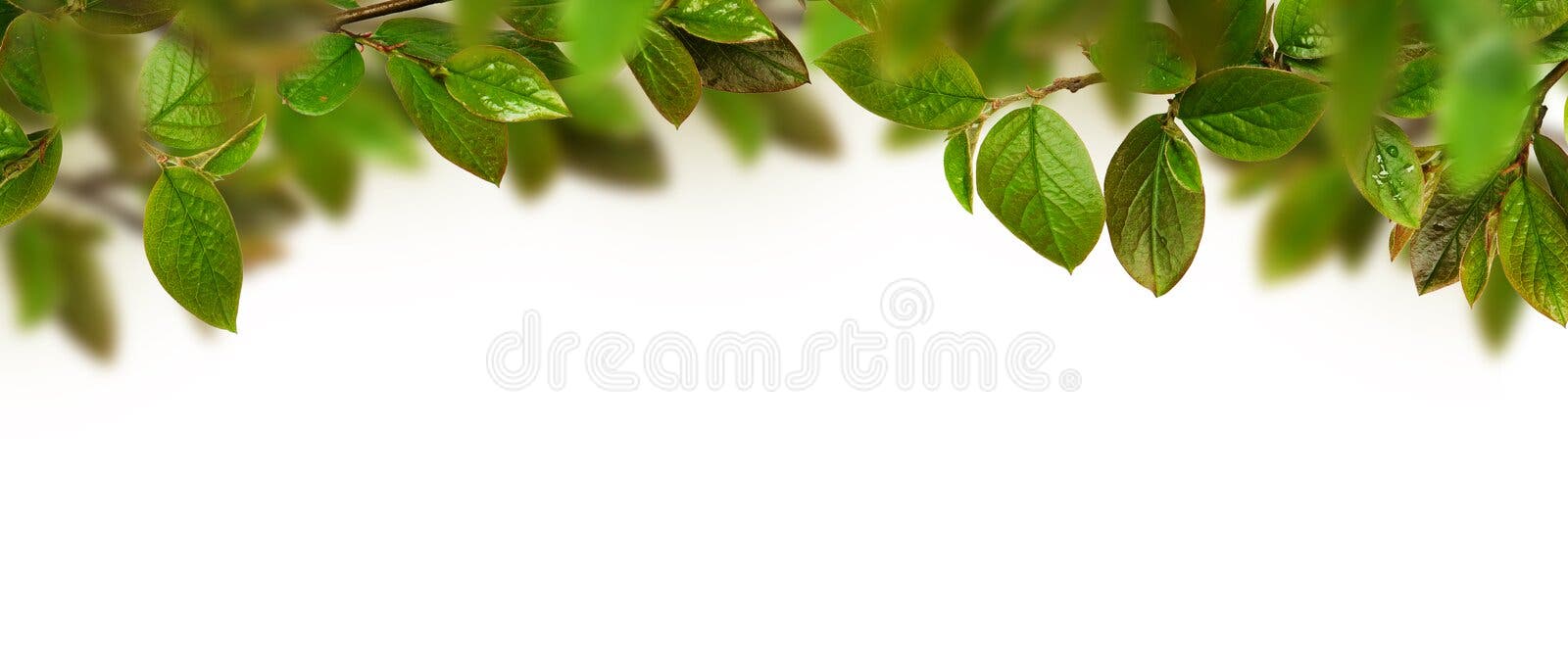 Green Leaves and Small Flowers of Lily of the Valley Isolated Stock