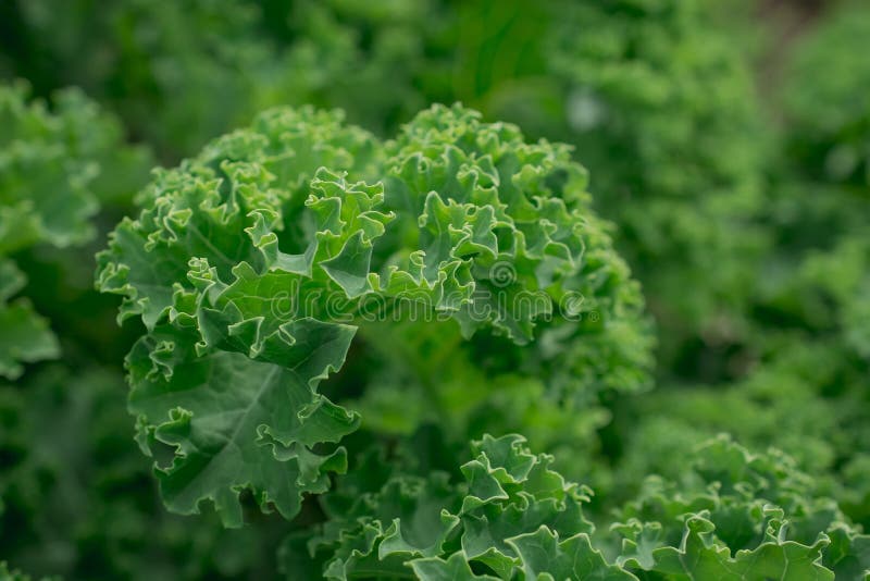 Fresh Green Leaves of Kale. Green Vegetable Stock Image Image of