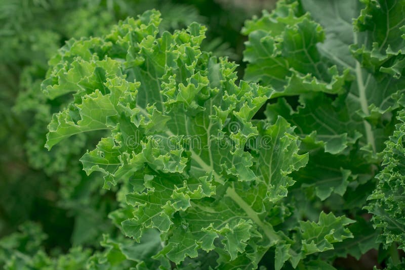 Fresh Green Leaves of Kale. Green Vegetable Stock Image Image of