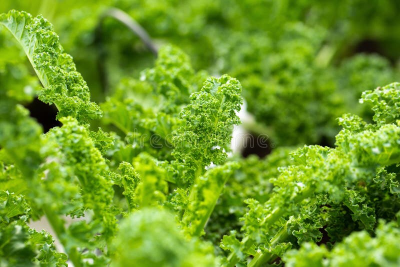 Fresh Green Leaves of Kale. Green Vegetable Leaves Plant Stock Photo