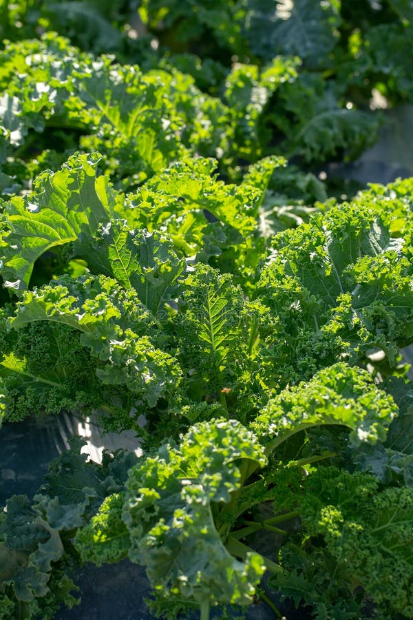 Fresh Green Leaves of Kale. Green Vegetable Leaves Plant Stock Photo